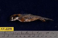 藏品(紅頭山雀)的圖片